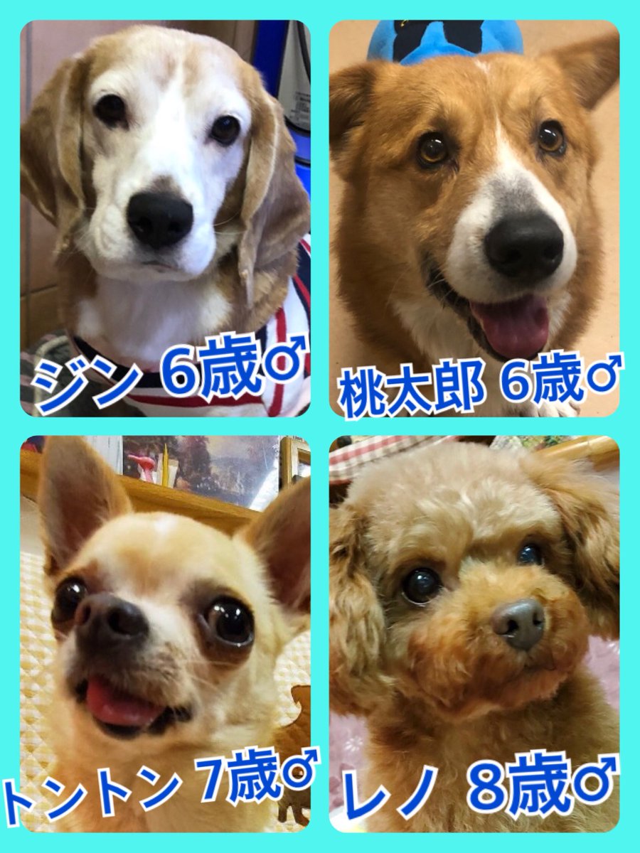 🐾今日の里親様募集中ワンコ🐶メンバーです🐾2020,2,10